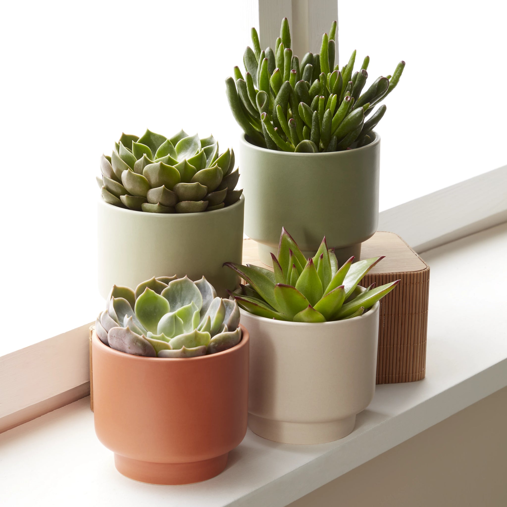 Cactus or Succulent in 9cm Decorative Ceramic Pot – Indoor Houseplant