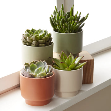 Cactus or Succulent in 9cm Decorative Ceramic Pot – Indoor Houseplant