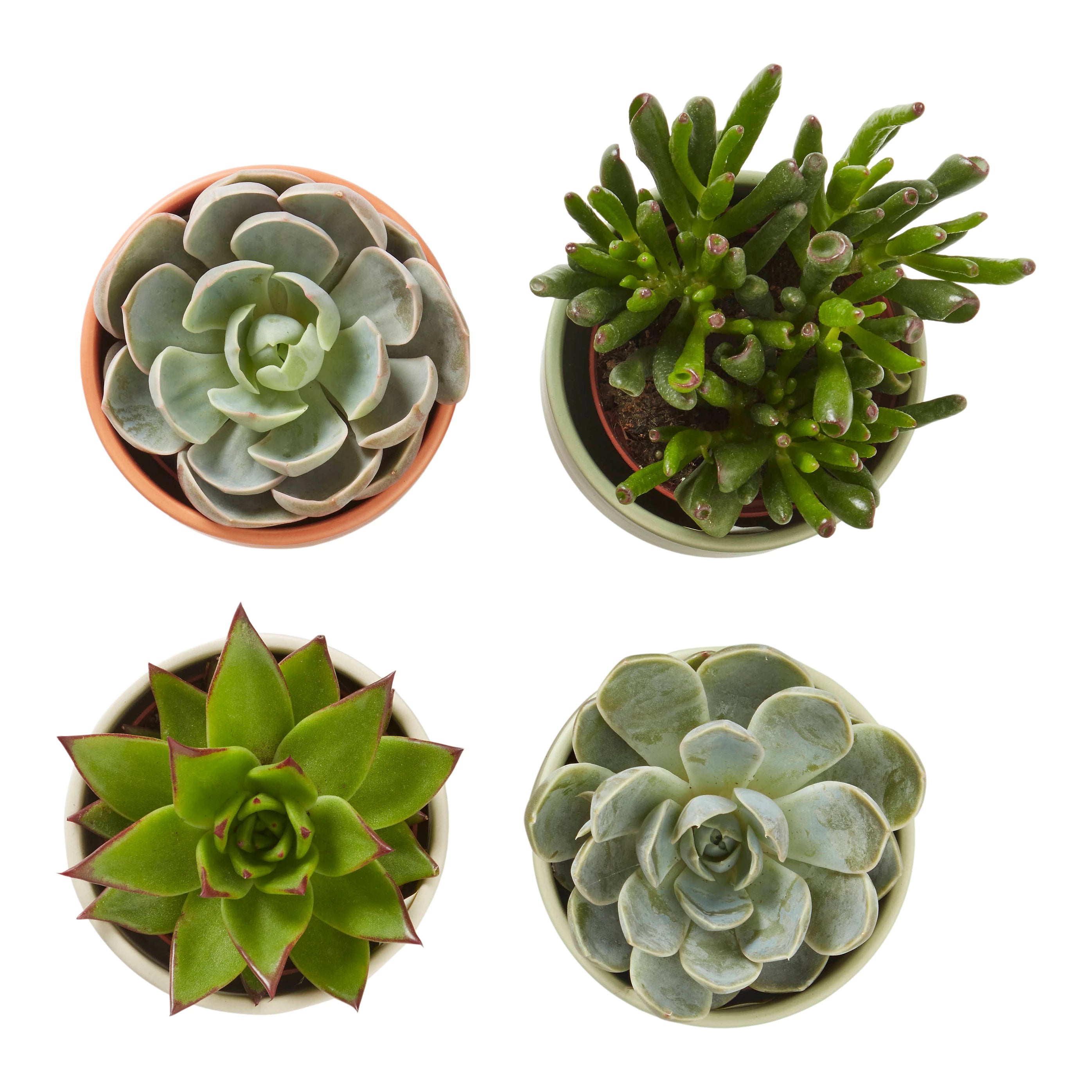 Cactus or Succulent in 9cm Decorative Ceramic Pot – Indoor Houseplant