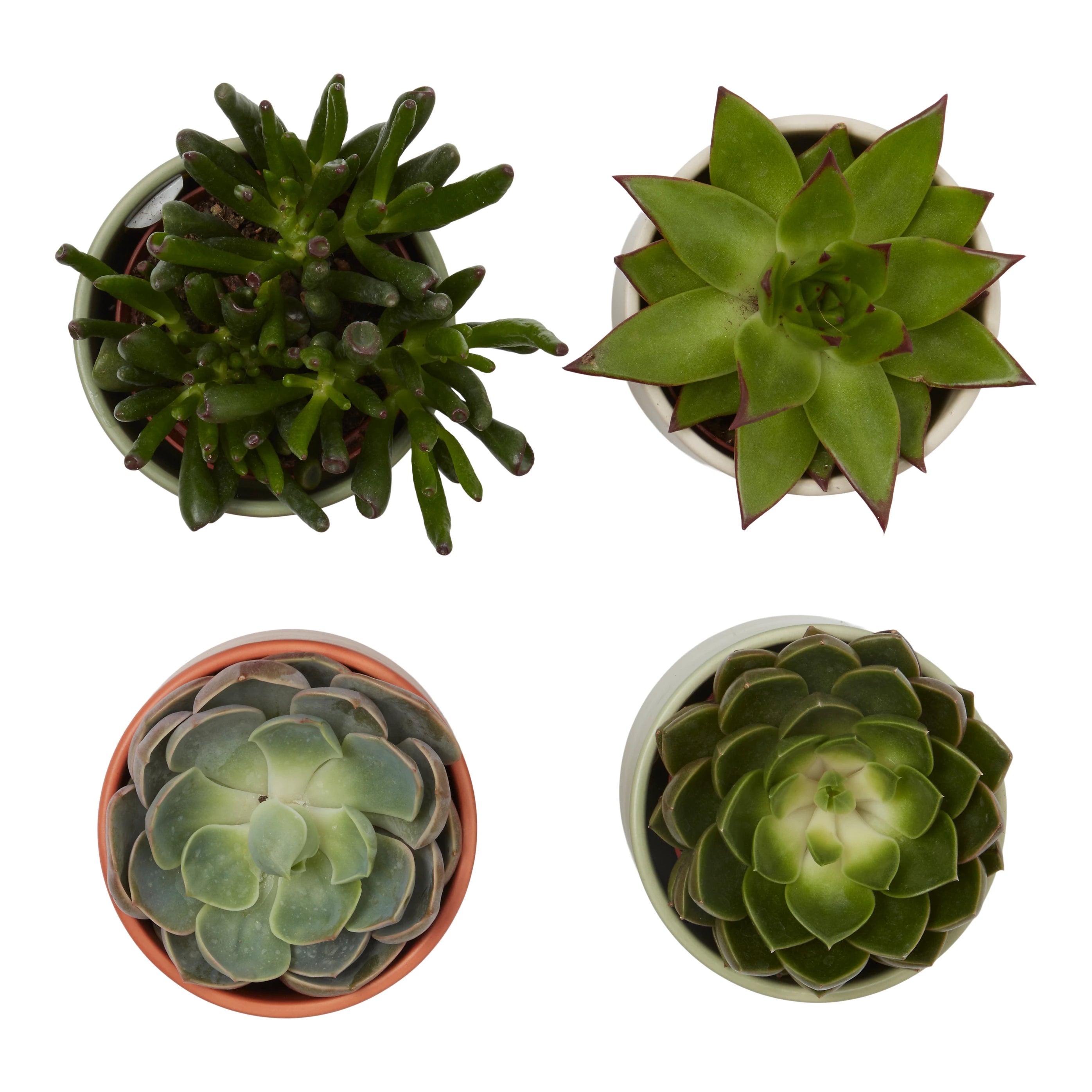 Cactus or Succulent in 9cm Decorative Ceramic Pot – Indoor Houseplant