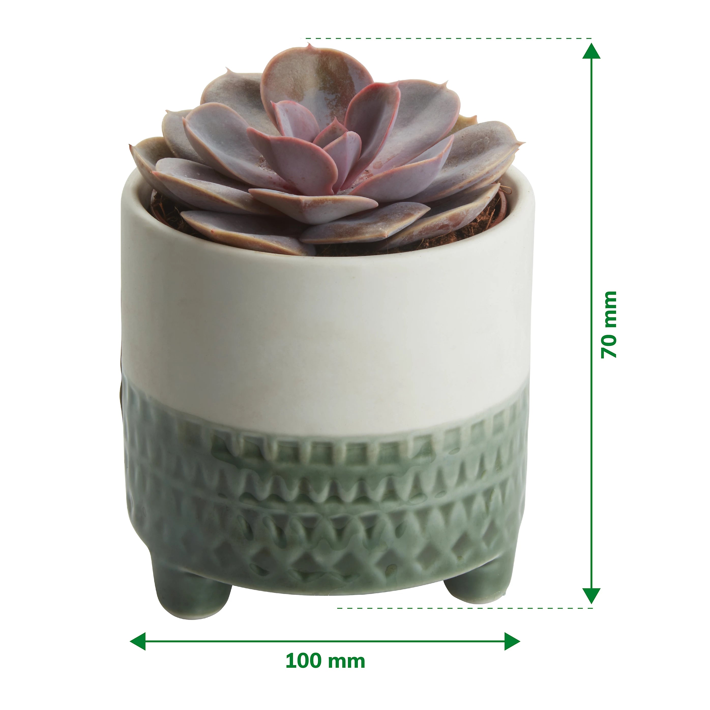 Cactus or Succulent in 9cm Decorative Ceramic Pot – Indoor Houseplant