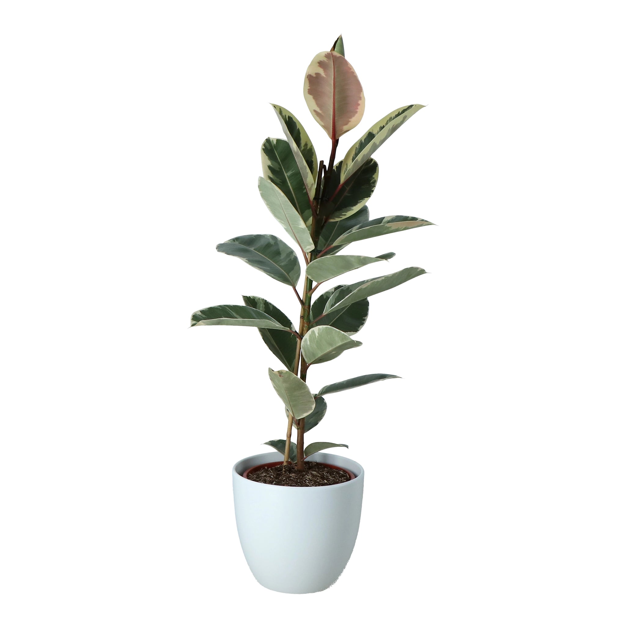 Rubber Plant in 24cm Decorative Ceramic Pot – Indoor Houseplant