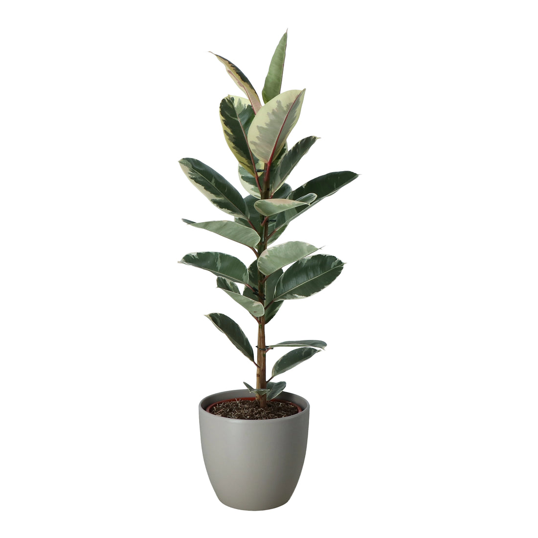 Rubber Plant in 24cm Decorative Ceramic Pot – Indoor Houseplant