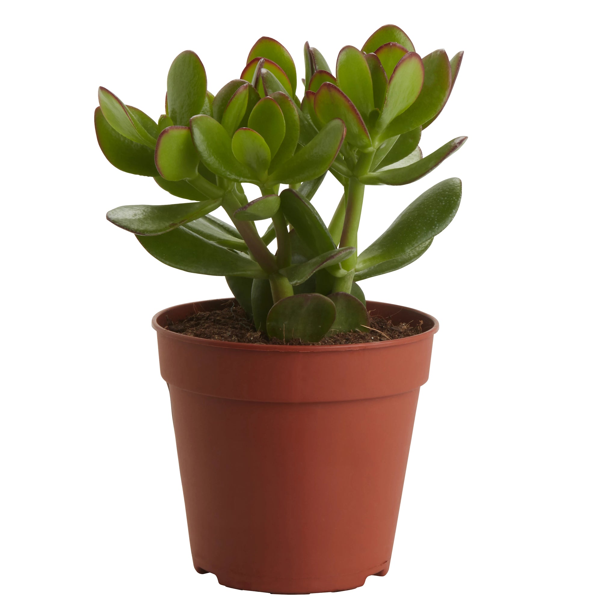 Succulent Plant in 12cm Terracotta Grow Pot – Indoor Houseplant