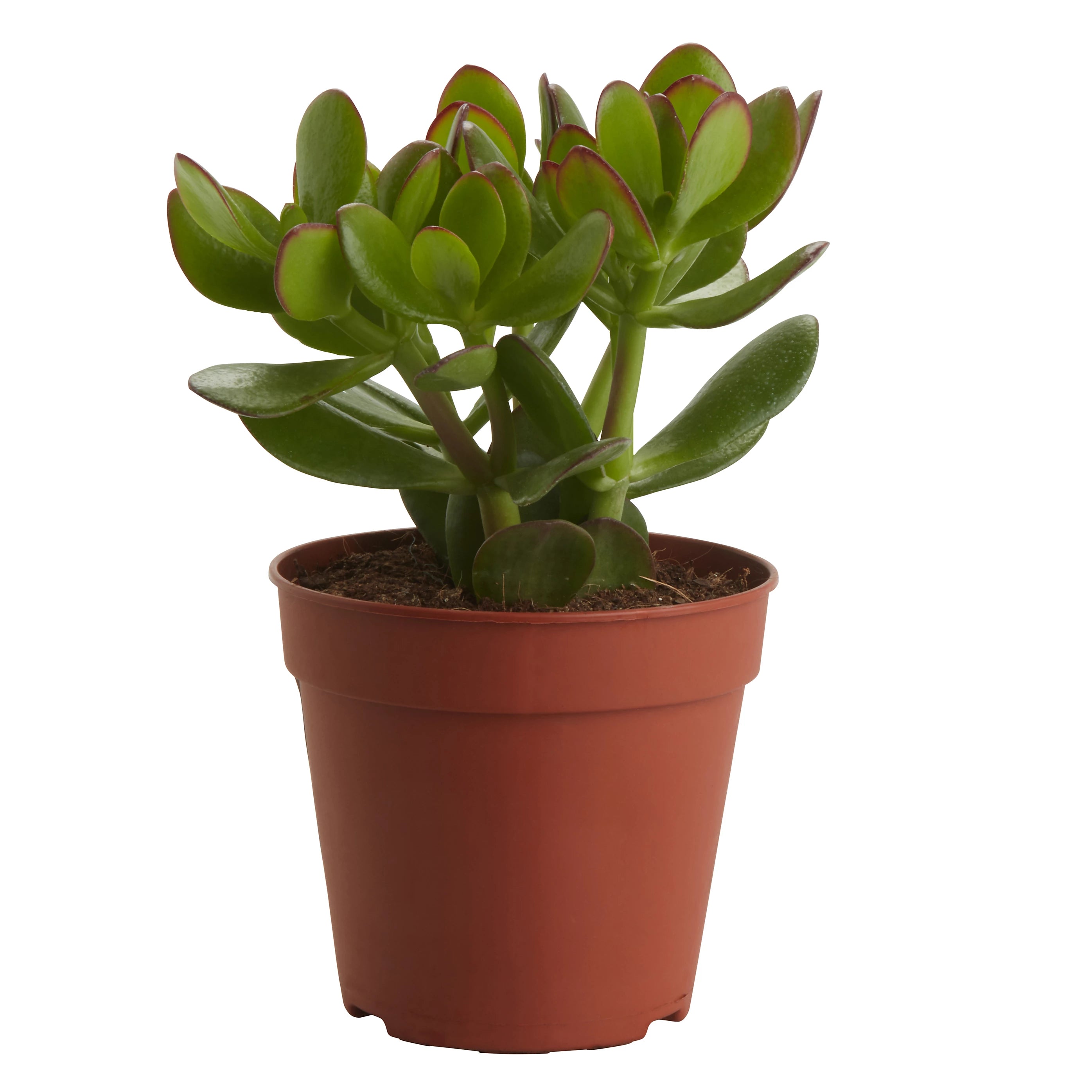 Succulent Plant in 12cm Terracotta Grow Pot – Indoor Houseplant