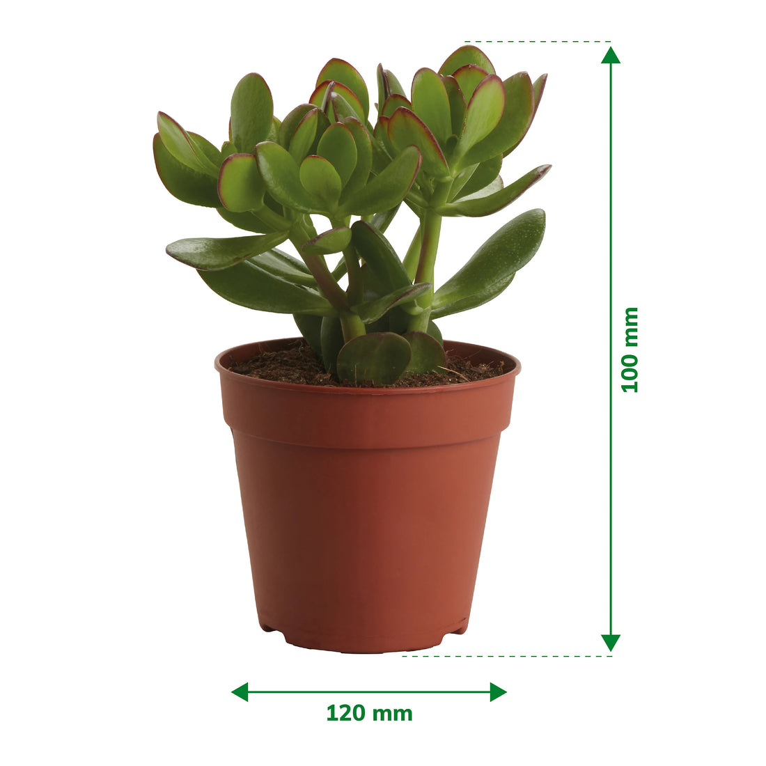 Succulent Plant in 12cm Terracotta Grow Pot – Indoor Houseplant